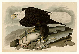 图版 31.白头鹰 Plate 31. White-headed Eagle，约翰·詹姆斯·奥杜邦