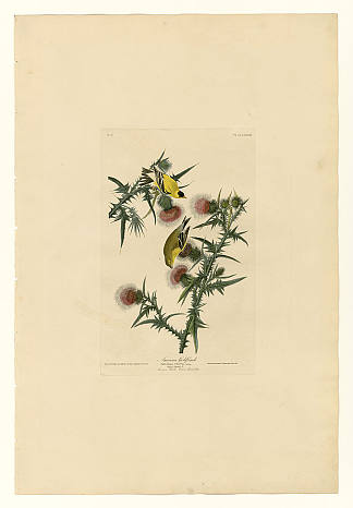 图版 33.美国金翅雀 Plate 33. American Goldfinch，约翰·詹姆斯·奥杜邦