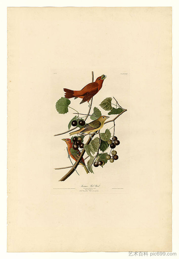 图版 44.夏日红鸟 Plate 44. Summer Red Bird，约翰·詹姆斯·奥杜邦