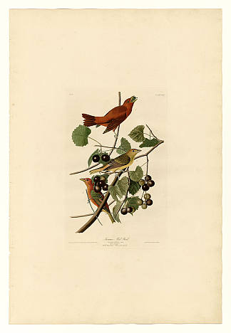 图版 44.夏日红鸟 Plate 44. Summer Red Bird，约翰·詹姆斯·奥杜邦