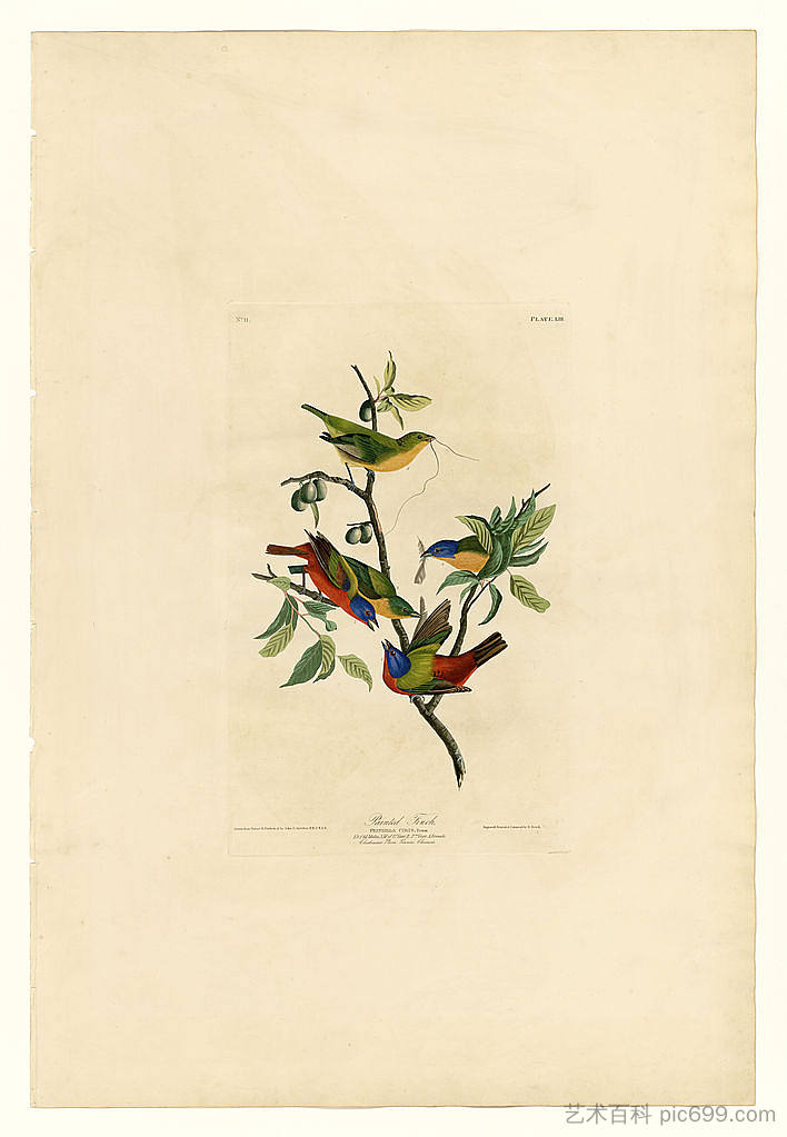 图版 53.彩绘雀 Plate 53. Painted Finch，约翰·詹姆斯·奥杜邦