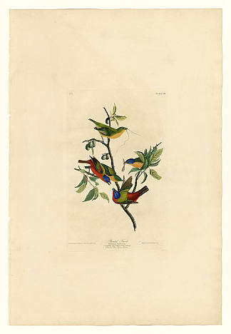 图版 53.彩绘雀 Plate 53. Painted Finch，约翰·詹姆斯·奥杜邦