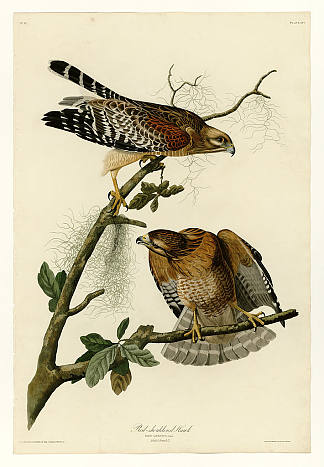 图版 56.红肩鹰 Plate 56. Red-shouldered Hawk，约翰·詹姆斯·奥杜邦