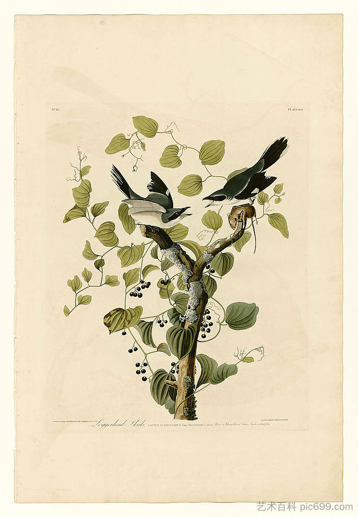 图版 57.红海伯劳 Plate 57. Loggerhead Shrike，约翰·詹姆斯·奥杜邦