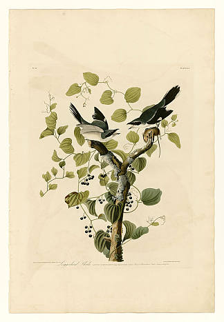 图版 57.红海伯劳 Plate 57. Loggerhead Shrike，约翰·詹姆斯·奥杜邦