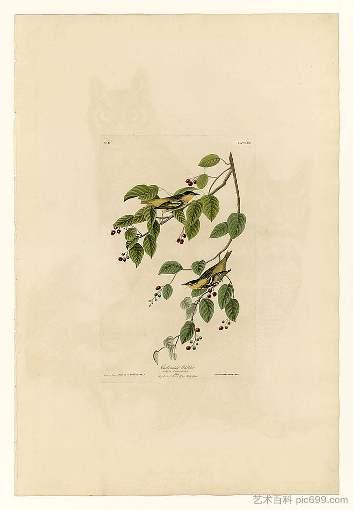 图版 60.碳酸莺 Plate 60. Carbonated Warbler，约翰·詹姆斯·奥杜邦