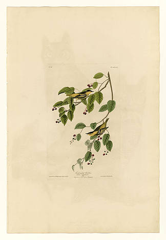 图版 60.碳酸莺 Plate 60. Carbonated Warbler，约翰·詹姆斯·奥杜邦