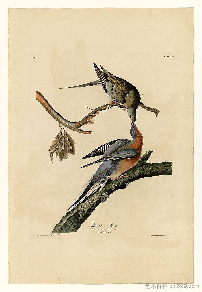 图版 62.旅鸽 Plate 62. Passenger Pigeon，约翰·詹姆斯·奥杜邦