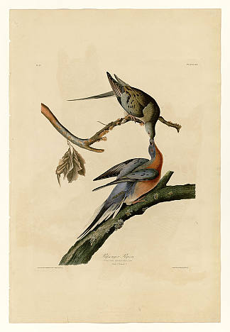 图版 62.旅鸽 Plate 62. Passenger Pigeon，约翰·詹姆斯·奥杜邦