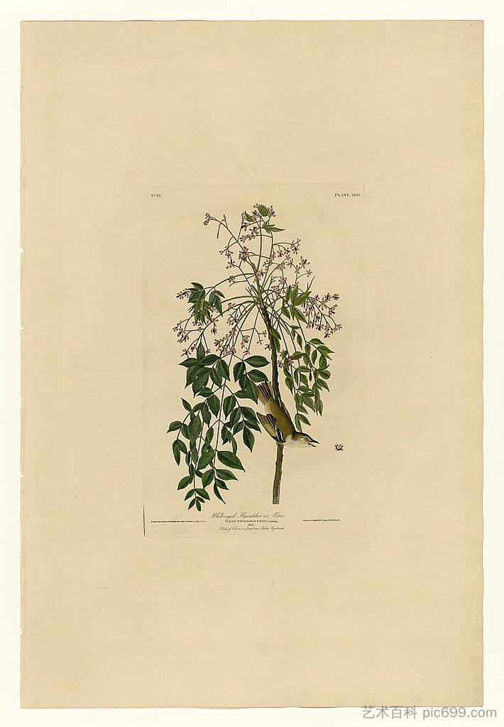 图版 63 白眼捕蝇器或 Vireo Plate 63 White-eyed Flycatcher or Vireo,约翰·詹姆斯·奥杜邦