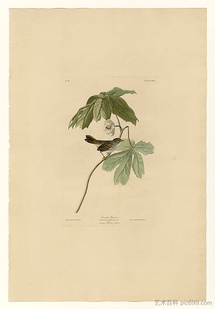 图版 64 沼泽麻雀 Plate 64 Swamp Sparrow,约翰·詹姆斯·奥杜邦
