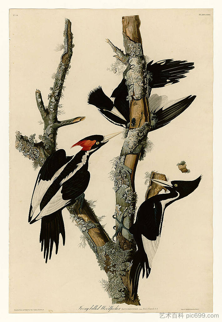 图版 66 象牙喙啄木鸟 Plate 66 Ivory-billed Woodpecker，约翰·詹姆斯·奥杜邦