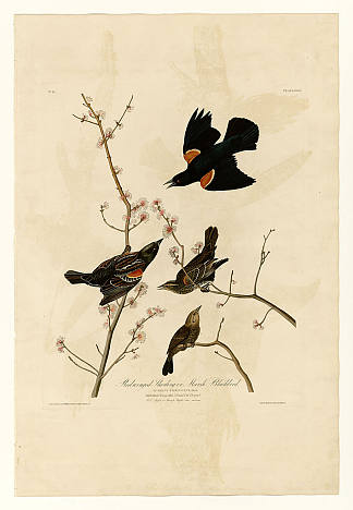 图版 67 红翅椋鸟或沼泽黑鸟 Plate 67 Red-winged Starling or Marsh Blackbird，约翰·詹姆斯·奥杜邦