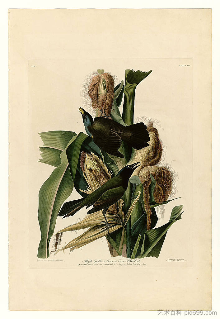 图版 7.紫色格拉克或普通乌鸦黑鸟 Plate 7. Purple Grakle or Common Crow Blackbird,约翰·詹姆斯·奥杜邦