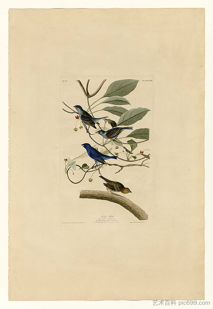 图版 74 靛蓝鸟 Plate 74 Indigo Bird，约翰·詹姆斯·奥杜邦