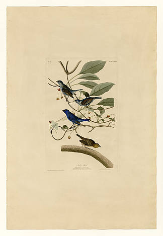 图版 74 靛蓝鸟 Plate 74 Indigo Bird，约翰·詹姆斯·奥杜邦