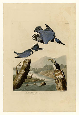 图版 77 腰带翠鸟 Plate 77 Belted Kingfisher，约翰·詹姆斯·奥杜邦
