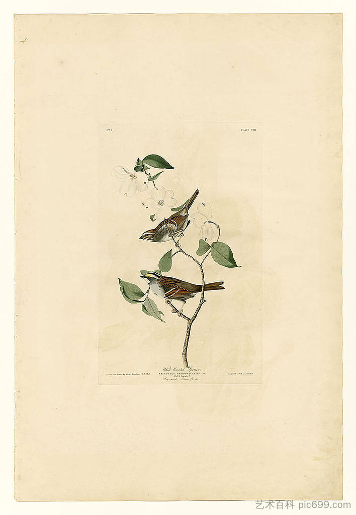 图版8 白喉麻雀 Plate 8 White throated Sparrow，约翰·詹姆斯·奥杜邦