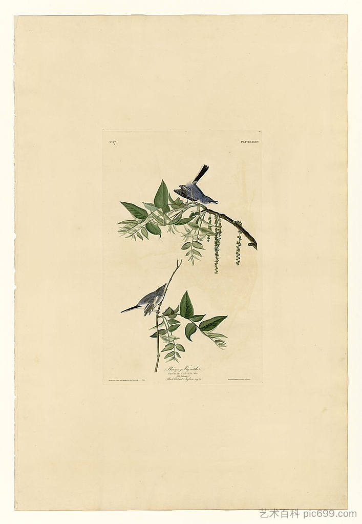 图版 84 蓝灰色捕蝇器 Plate 84 Blue-Grey Fly-catcher，约翰·詹姆斯·奥杜邦