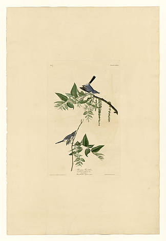 图版 84 蓝灰色捕蝇器 Plate 84 Blue-Grey Fly-catcher，约翰·詹姆斯·奥杜邦