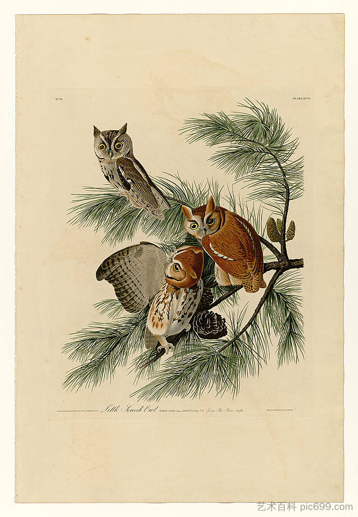 图版 97 小尖叫猫头鹰 Plate 97 Little Screech Owl，约翰·詹姆斯·奥杜邦