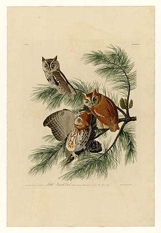 图版 97 小尖叫猫头鹰 Plate 97 Little Screech Owl，约翰·詹姆斯·奥杜邦