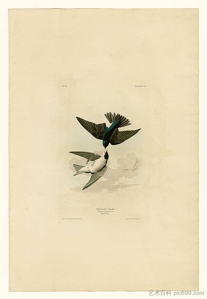 图版 98 白腹燕 Plate 98 White-bellied Swallow，约翰·詹姆斯·奥杜邦