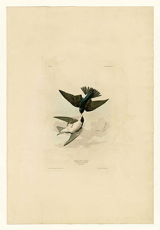 图版 98 白腹燕 Plate 98 White-bellied Swallow，约翰·詹姆斯·奥杜邦