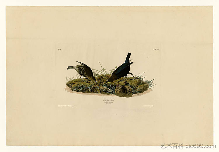 图版 99 牛圈鸟 Plate 99 Cow-pen Bird，约翰·詹姆斯·奥杜邦