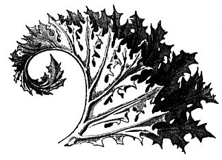 老鼠 Acanthus，约翰·罗斯金