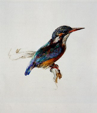 翠鸟 Kingfisher (1871)，约翰·罗斯金