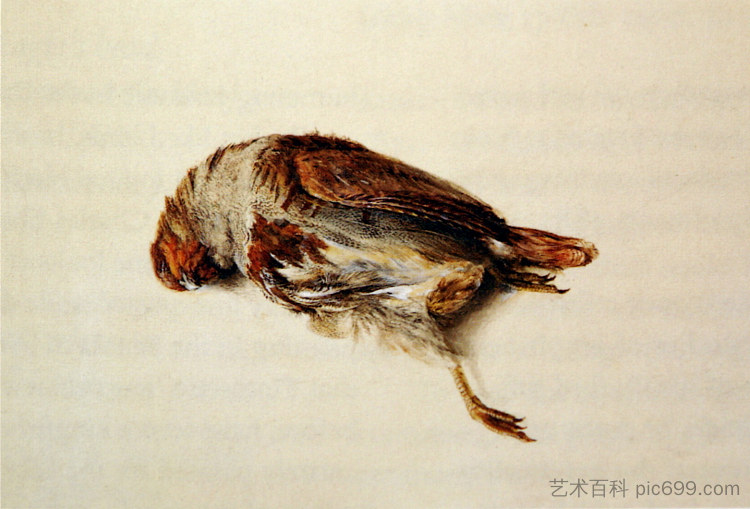 鹧鸪的羽毛 Plumage of Partridge (1867)，约翰·罗斯金