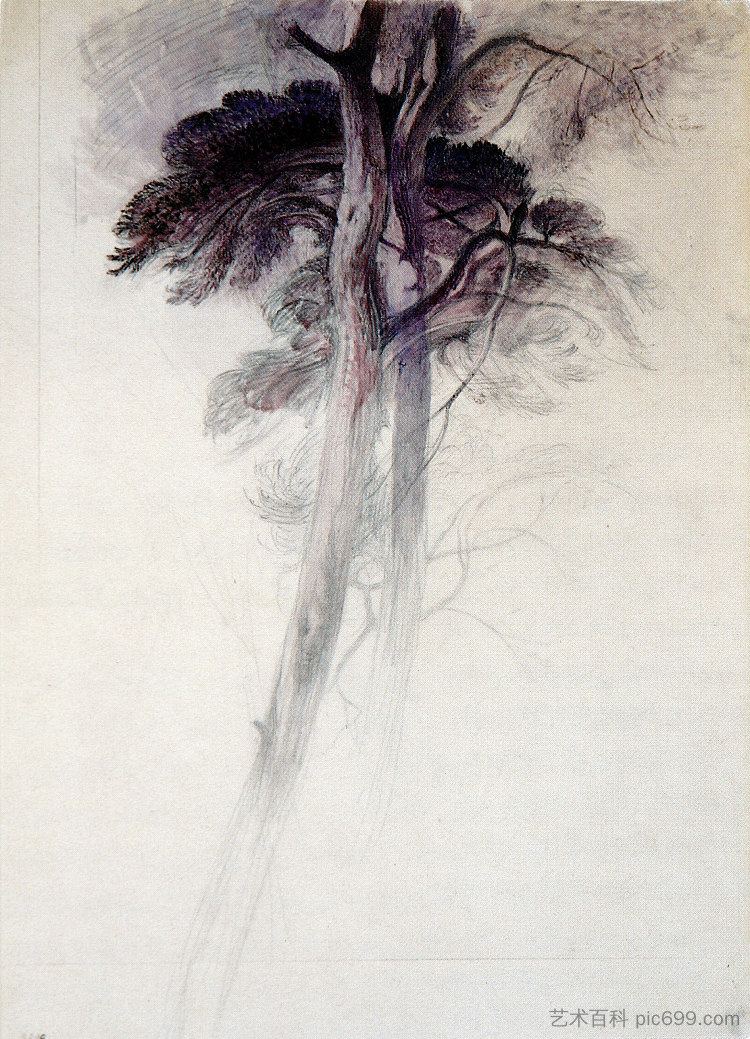 特纳的树木研究 Study of Trees from Turner (1857)，约翰·罗斯金