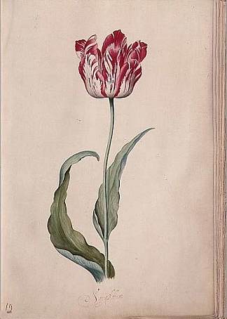 郁金香 Tulip (c.1643)，朱迪丝·雷斯特