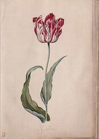郁金香 Tulip (c.1643)，朱迪丝·雷斯特