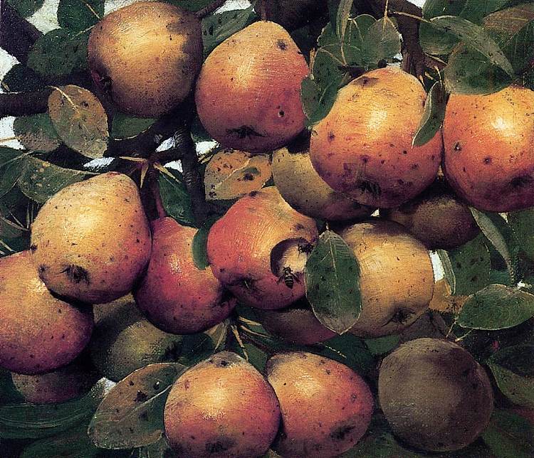 梨 Pears，胡利奥·罗梅罗·代·托里斯