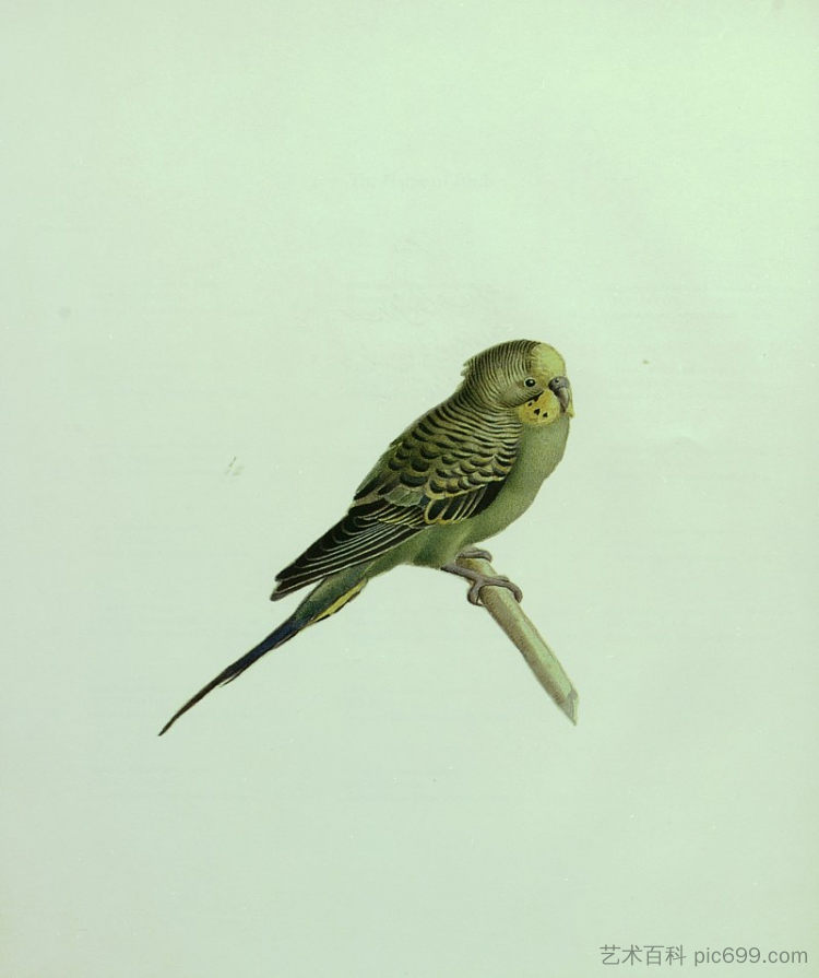 虎皮鹦鹉 The Budgerigar (1882)，卡玛勒·奥尔·莫克