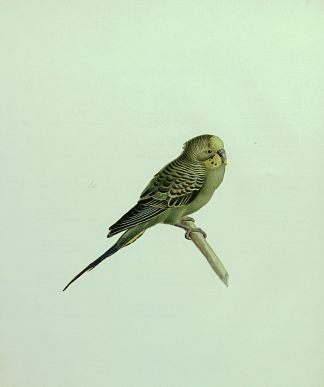 虎皮鹦鹉 The Budgerigar (1882)，卡玛勒·奥尔·莫克