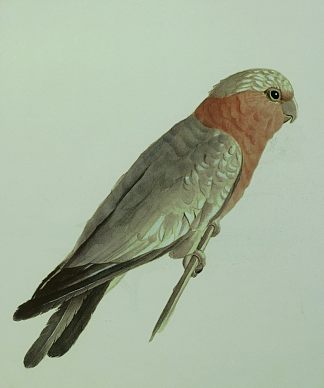 鹦鹉 The Parrot (1882; Iran,Islamic Republic of                     )，卡玛勒·奥尔·莫克