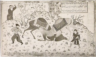 两只骆驼打架 Two camels fighting (1530)，白扎德