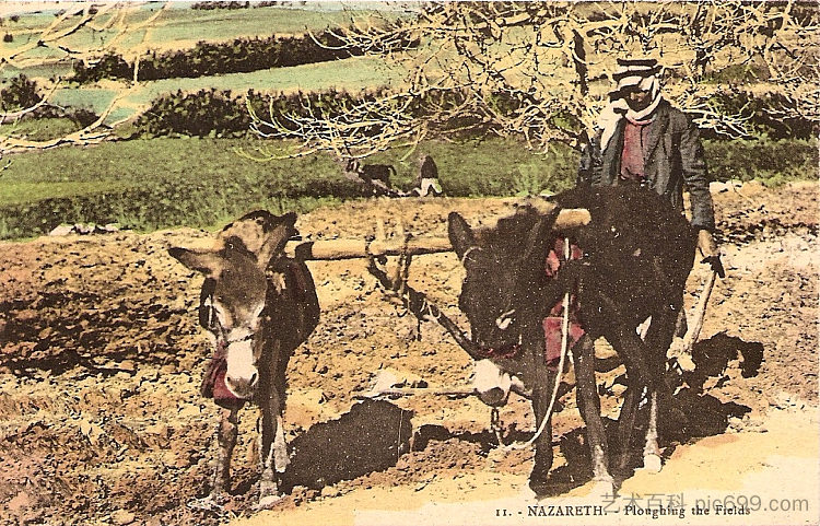 耕田，拿撒勒 Ploughing the Field, Nazareth (c.1920; Palestinian Territory  )，卡里梅·阿布德