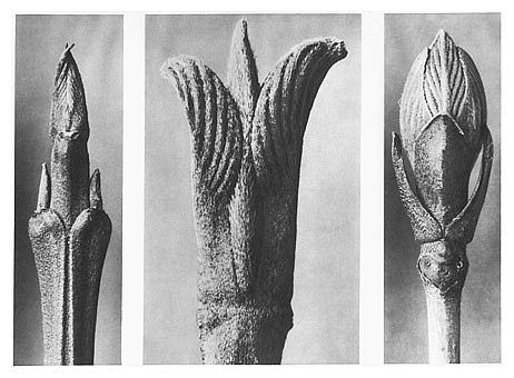 自然界中的艺术形式 10 Art Forms in Nature 10 (1928)，卡尔·布洛斯费尔特