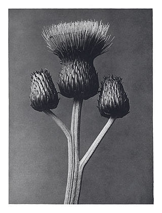 自然界中的艺术形式 100 Art Forms in Nature 100 (1928)，卡尔·布洛斯费尔特