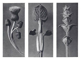 自然界中的艺术形式 101 Art Forms in Nature 101 (1928)，卡尔·布洛斯费尔特