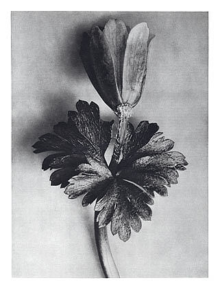 自然界中的艺术形式 105 Art Forms in Nature 105 (1928)，卡尔·布洛斯费尔特