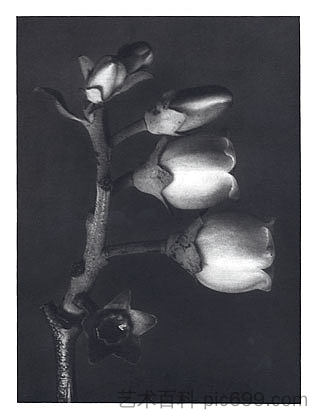 自然界中的艺术形式 108 Art Forms in Nature 108 (1928),卡尔·布洛斯费尔特