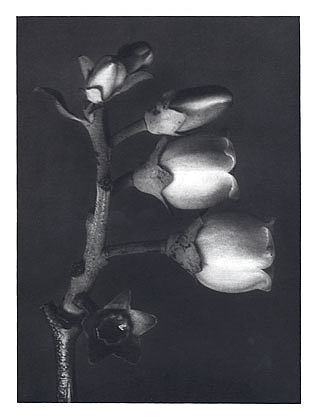 自然界中的艺术形式 108 Art Forms in Nature 108 (1928)，卡尔·布洛斯费尔特