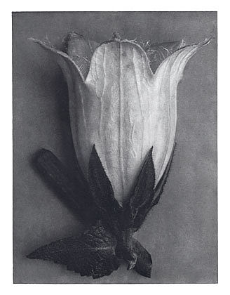 自然界中的艺术形式 111 Art Forms in Nature 111 (1928)，卡尔·布洛斯费尔特