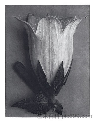 自然界中的艺术形式 111 Art Forms in Nature 111 (1928),卡尔·布洛斯费尔特