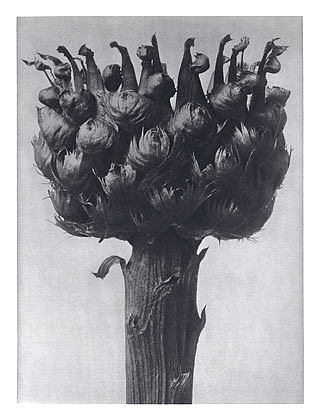 自然界中的艺术形式 112 Art Forms in Nature 112 (1928)，卡尔·布洛斯费尔特